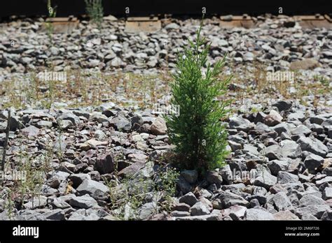 Cute Little Baby Pine Tree Growing In The Industrial Area Stock Photo