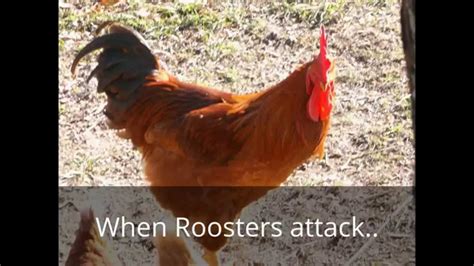 When Roosters Attack Youtube