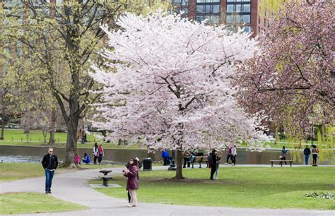 Meet the Trees: Cherry Tree | March 14, 2018 | Friends of the Public Garden