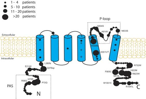 Mutation And Gender Specific Risk In Type Long Qt Syndrome