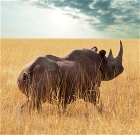 Rhinoceros Habitat - Animal Facts and Information