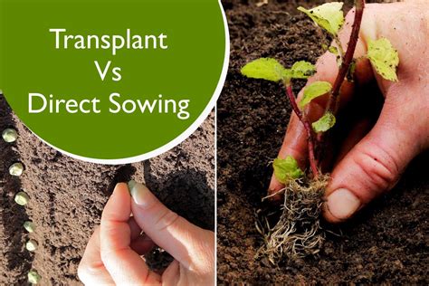 Transplant Vs Direct Sowing Plants Information