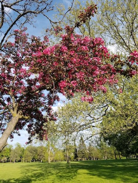 Premium Photo | Pink cherry blossoms in park