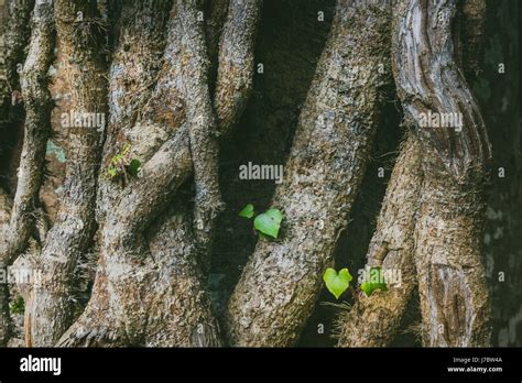 Ein Stamm Von Einem Knorrigen Baum Charakter Zeigen Stockfotografie Alamy