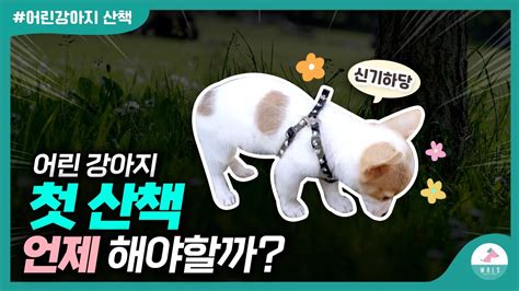 나도 산책 나가고 싶다개🐶ㅣ새끼강아지 산책시기 사회성 시작단계ㅣ첫 산책 나가서 해야 할 행동 Youtube