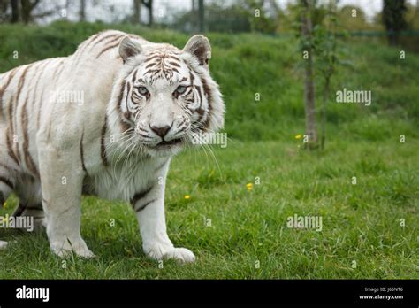 Foto de gato grande fotografías e imágenes de alta resolución Alamy