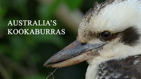 AUSTRALIA S KOOKABURRAS Largest Kingfishers In The World YouTube