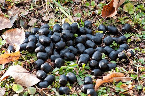 Deer Droppings Stock Photos Pictures And Royalty Free Images Istock