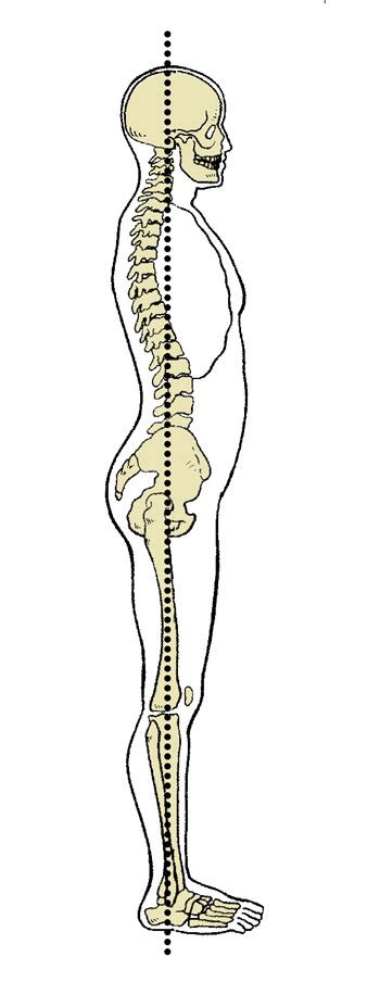 Ace Certified™ December 2020 The Connection Between Posture And Health