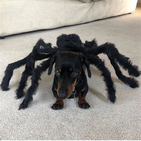 Dachshund Products Apparel And Ts Dachshund Central Dog Spider