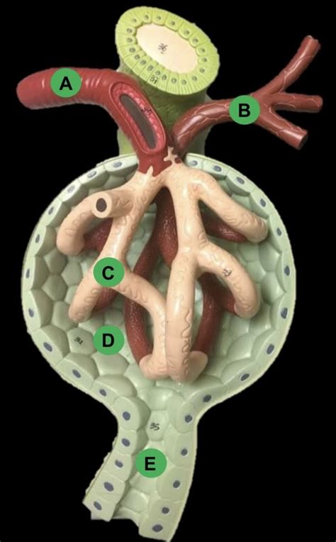 Diagram Of Renal Corpuscle Model Quizlet