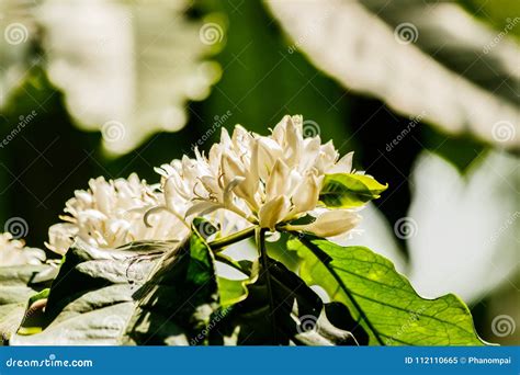 White Coffee Flower on Coffee Tree. Stock Image - Image of plantation ...