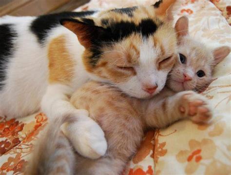 30 Kitties Cuddling For Cuddle Up Day Gallery Cattime Mama Cat