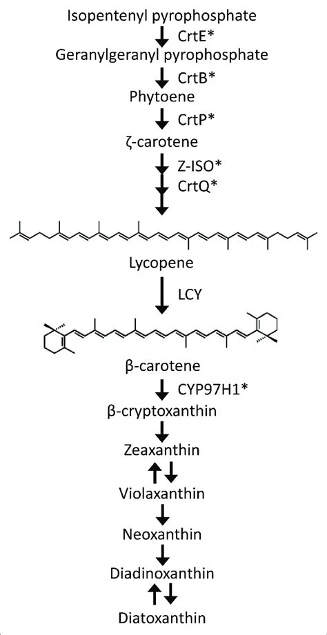 Schematic Diagram Of The Carotenoid Synthetic Pathway In Euglena