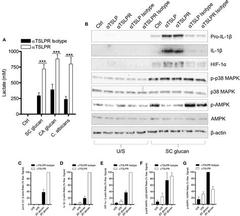 Frontiers Dendritic Cell Derived Tslp Negatively Regulates Hif And