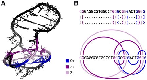 A 3d Structure Of Major G Quadruplex Form In Hiv 1 Ltr Pdb Id 6h1k