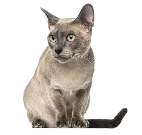 Tonkinese Cat Breed Information Purina