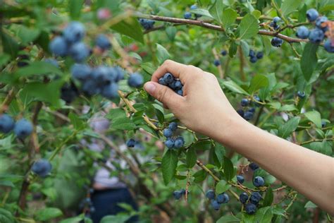 Plantaci N De Ar Ndanos Rentabilidad Y Caracter Sticas Del Cultivo