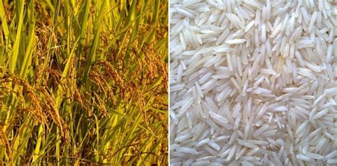 How To Grow Basmati Rice From Seed A Full Guide Agri Farming