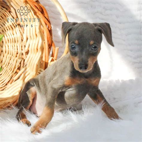 Miniature Pinscher Puppies For Sale • Adopt Your Puppy Today • Infinity Pups