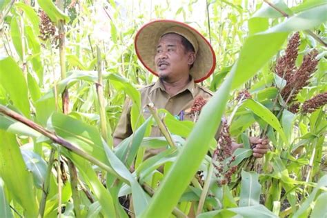 Pemkot Pontianak Patenkan Sorgum Siantan Hilir Jadi Bahan Pangan Pokok