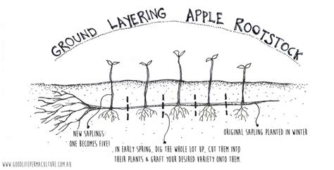 growing   apple tree rootstock good life permaculture