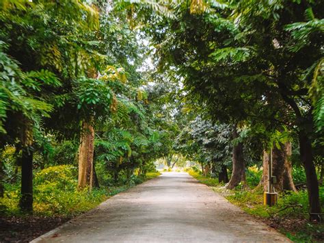 How To Visit The Great Banyan Tree In Kolkata Botanical Gardens!