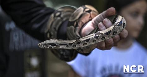 Ni A Venezolana Pierde Una Pierna Tras Ser Mordida Por Serpiente