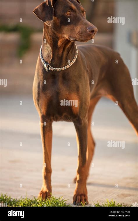 Red Doberman Pinscher Standing In A Patio Focused On Owners