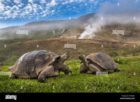 El volcán Alcedo tortuga gigante Chelonoidis nigra vandenburghi par