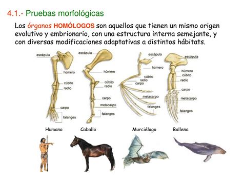 PPT Pruebas de la evolución PowerPoint Presentation free download