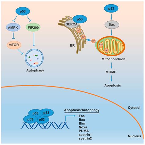 Ijms Free Full Text Role Of Autophagy And Apoptosis In Non Small