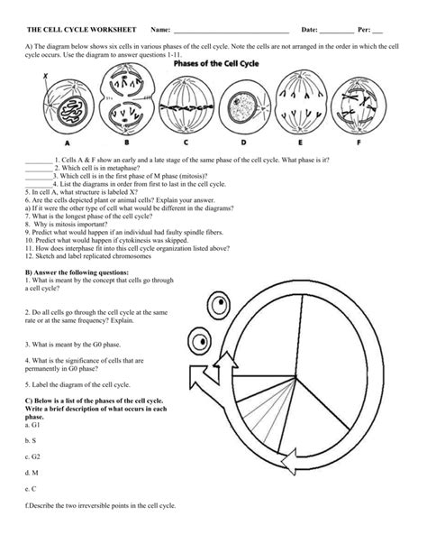 Cell Cycle And Mitosis Worksheet Worksheets Decoomo