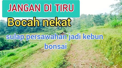 Jangan Di Tiru Bocah Nekat Sulap Sawah Jadi Kebun Bonsai Youtube