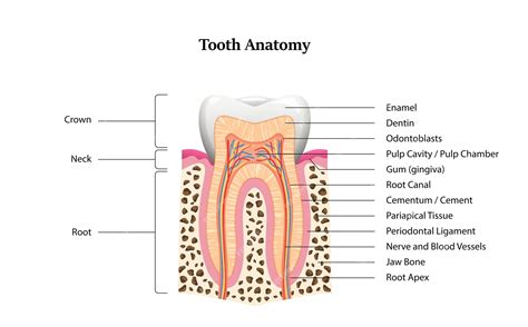 Tand Anatomie Wang Tand Tandheelkundige Infographics Premium Vector