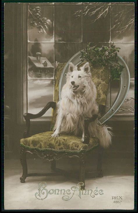 199 best images about Vintage Dog Postcards (all breeds) on Pinterest ...