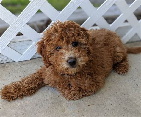 Mini Goldendoodle Size Guide – Teacup, Toy, or Mini?