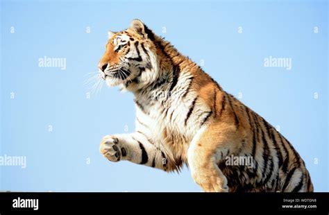 Jumping Tiger High Resolution Stock Photography and Images - Alamy