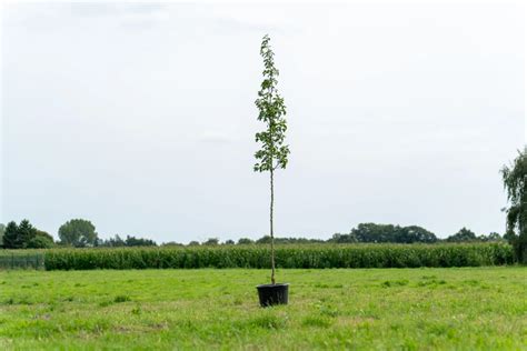 Sierpeer Pyrus Calleryana Chanticleer Kopen Gratis Levering