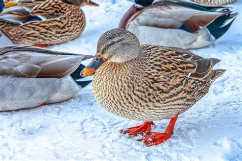 Solve Duck Duck Well Duck In Pieces Jigsaw Puzzle Online