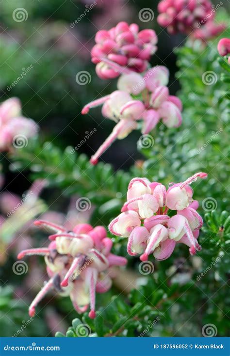 Gotas De Lluvia En Flores Rosas De La Proteaceae Familiar Nativa