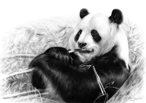 Realistic Panda Bear Drawings