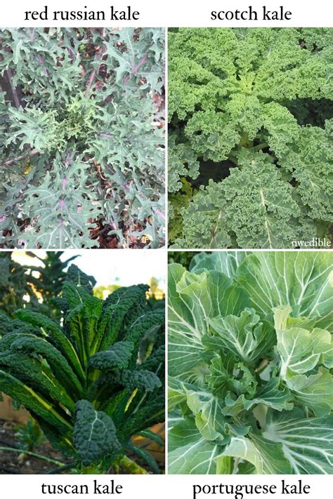 Types Of Collard Greens