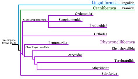 Brachiopoda Classification Digital Atlas Of Ancient Life