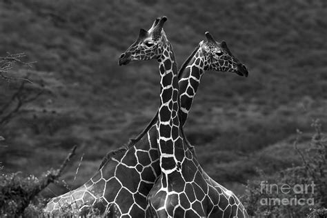 Two Beautiful Giraffes Photograph By Anna Om Fine Art America