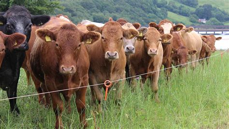 How A Beef Farmer Is Achieving £416ha Gross Margin Farmers Weekly