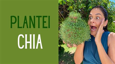 JARDINAGEM Como cultivar broto de chia em casa e seus benefícios YouTube