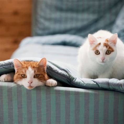 Bringing A New Cat Home Tips To Prepare My Indoor Cat