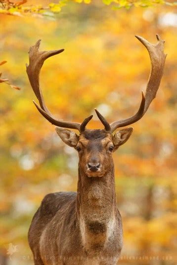 Deer Roeselien Raimond Nature Photography