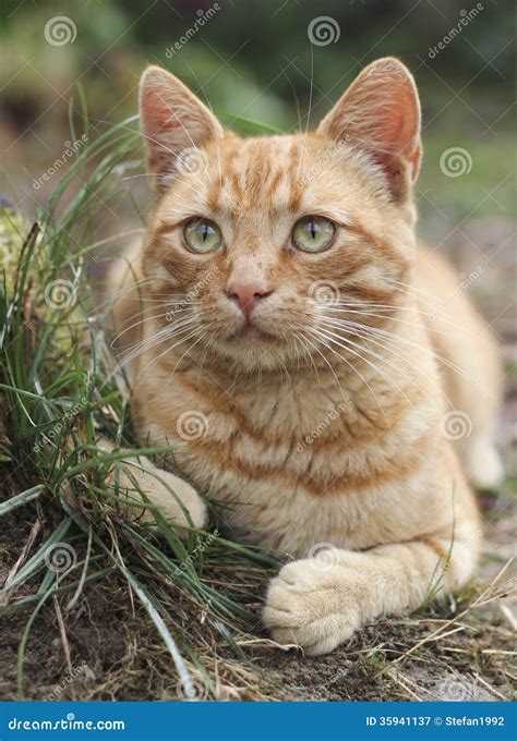 Tabby Cat Stock Image Image Of Hair Closed Feline 35941137